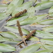 Longleaf Pondweed - Photo (c) Ulises Torres, some rights reserved (CC BY-NC)