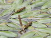 Longleaf Pondweed - Photo (c) Ulises Torres, some rights reserved (CC BY-NC), uploaded by Ulises Torres