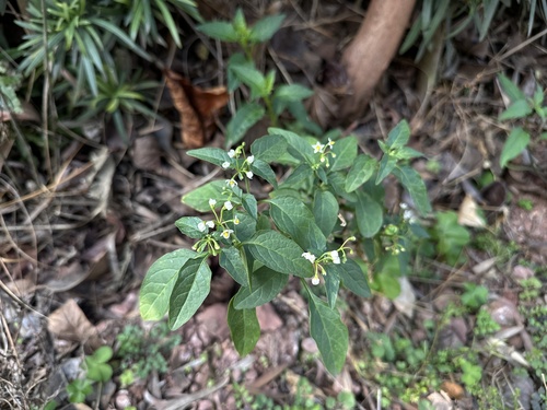 American black nightshade