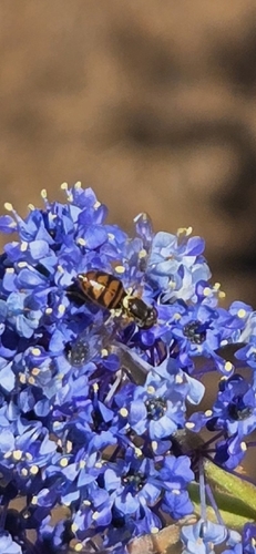 Unknown species found near Clairemont Mesa East, San Diego, CA, USA