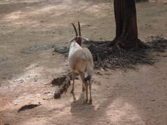 Oryx dammah