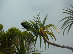 Pandanus montanus
