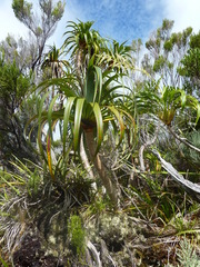 Pandanus montanus