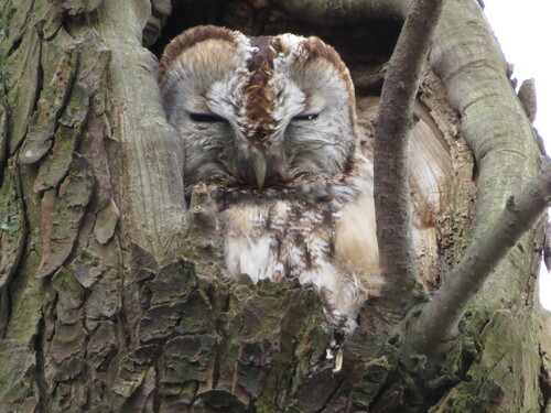 View observation of {o.common_name} on iNaturalist