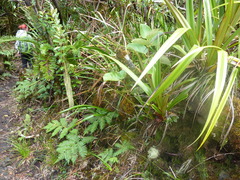 Pandanus montanus