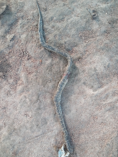 Southern African Python