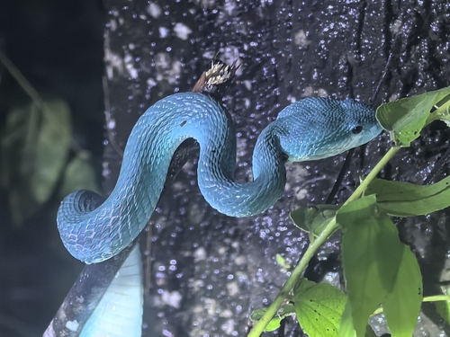 Trimeresurus insularis