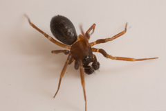 Microneta viaria