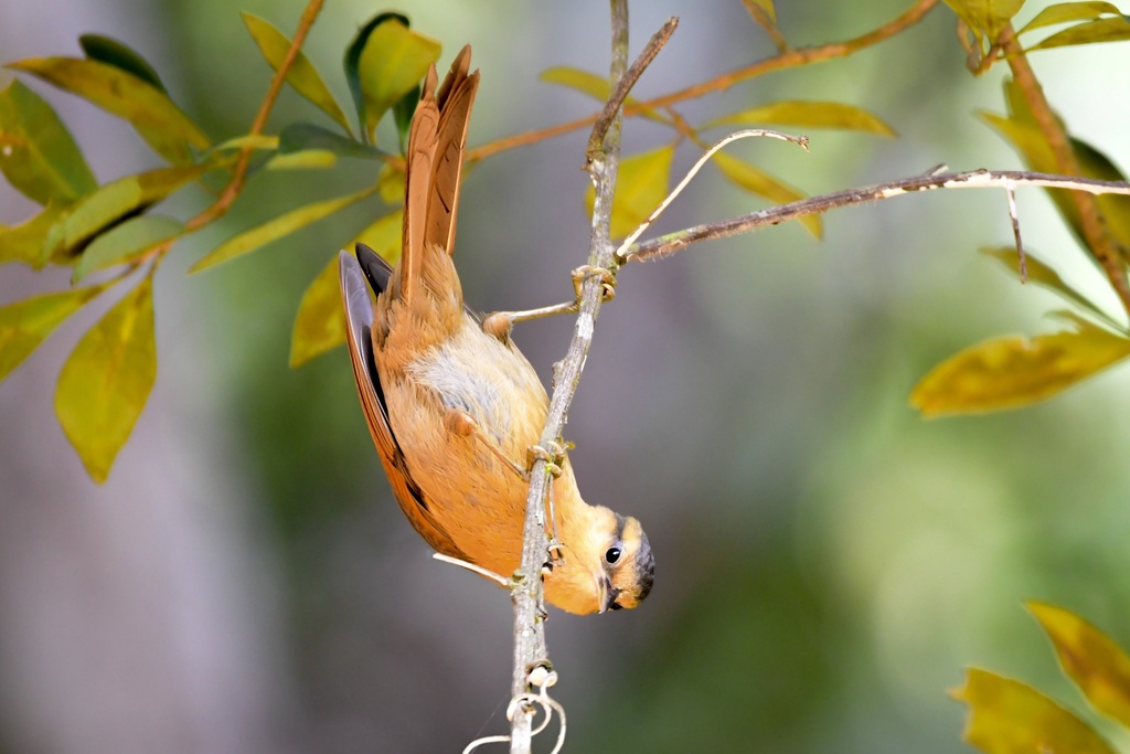 Buff-fronted Foliage-gleaner