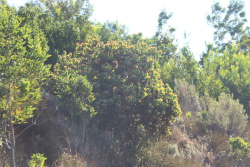 Grabouw Conebush (Leucadendron globosum)