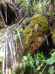 Phlegmariurus obtusifolius