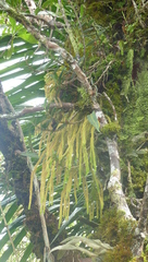 Phlegmariurus verticillatus