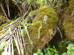 Phlegmariurus obtusifolius