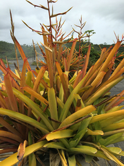 Aechmea blanchetiana