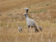 Blue Crane photo 2
