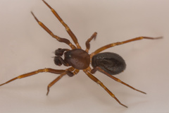 Microneta viaria