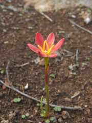 Zephyranthes katheriniae