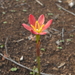 Zephyranthes katheriniae - Photo (c) Ulises Torres, some rights reserved (CC BY-NC), uploaded by Ulises Torres