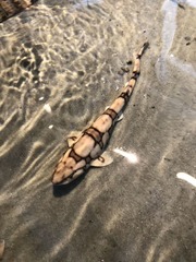 Scyliorhinus retifer