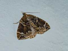 Eulithis prunata