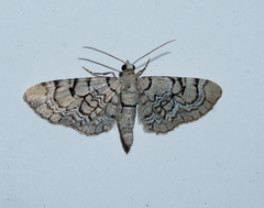 Eupithecia venosata