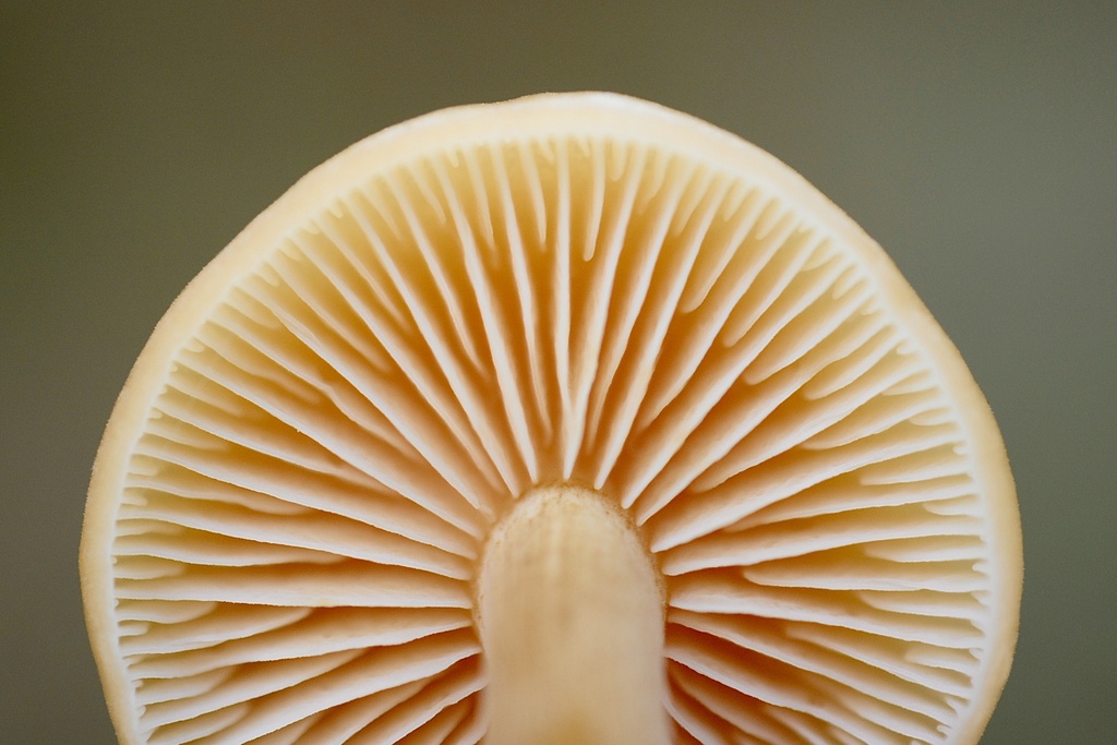 Flammulina velutipes · February 2026 · photo: © cryptomarasmius (iNaturalist, cc-by)