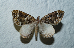 Eulithis prunata
