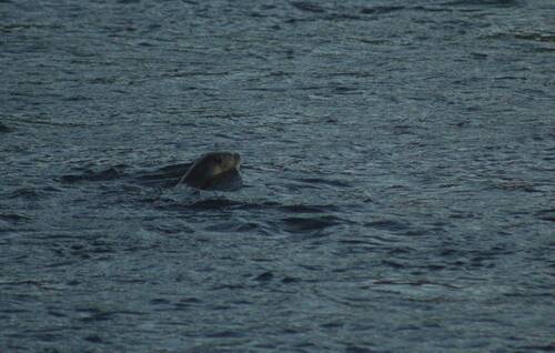 North American River Otter