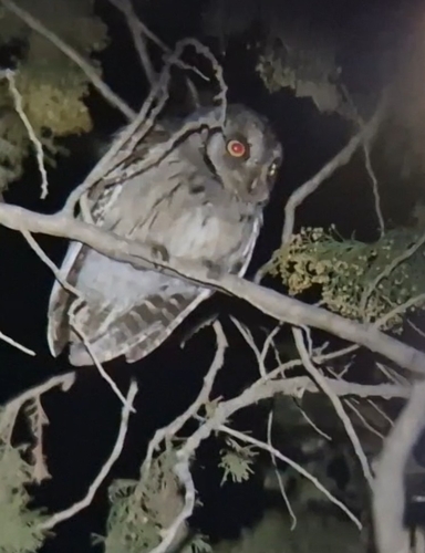 Arabian Scops-Owl