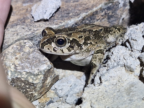 Arabian Toad