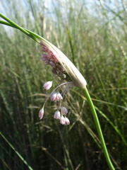 Allium paniculatum