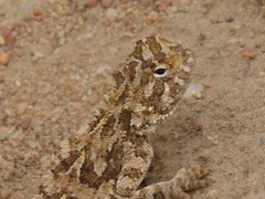 Agama hispida