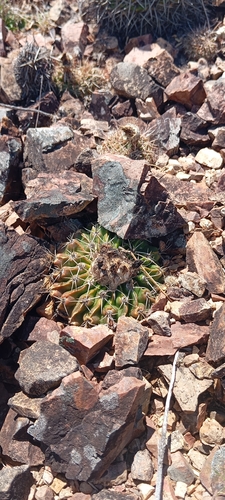 Parodia erinacea