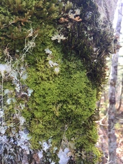 Metzgeria crassipilis