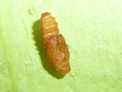 Odontota dorsalis