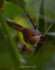 Ramphocaenus melanurus