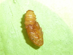 Odontota dorsalis