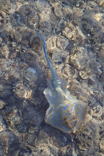 Taeniura lymma