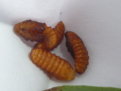 Odontota dorsalis