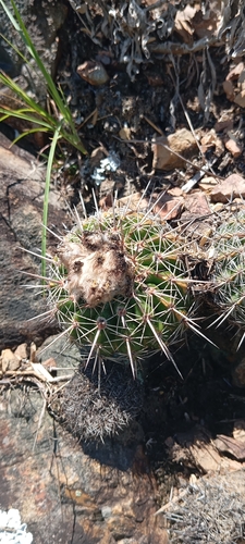 Parodia neoarechavaletae
