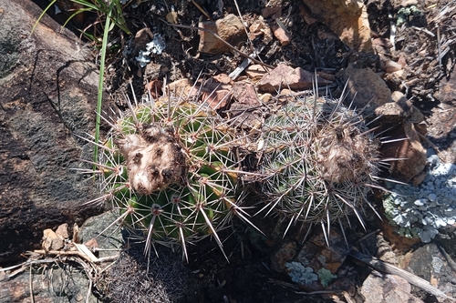 Parodia neoarechavaletae