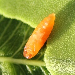 Monarthropalpus flavus