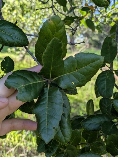 Coast Live Oak (Quercus agrifolia)