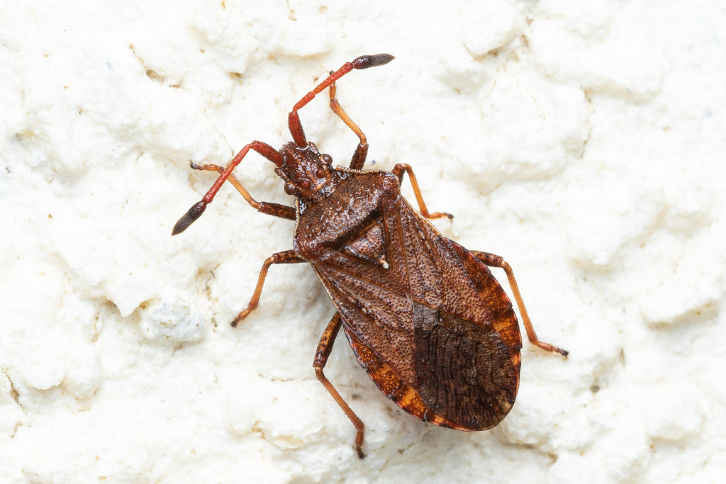 Ulmicola spinipes