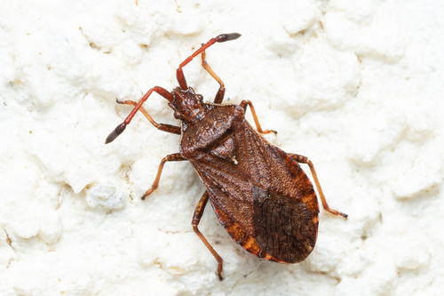 Ulmicole montagnarde