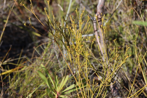 Branched Rootthug (Thesium virgatum)