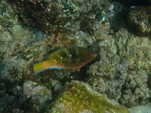 Scarus persicus