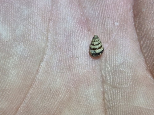 Small Pointed Snail