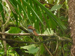 Terpsiphone bourbonnensis