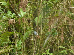 Terpsiphone bourbonnensis